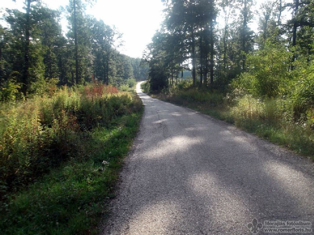 Az erdészeti műúton