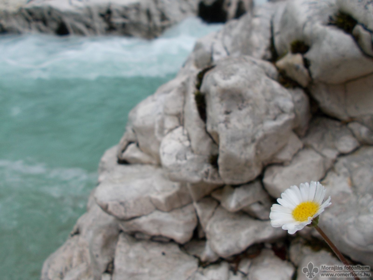 Soca folyó (Isonzó)