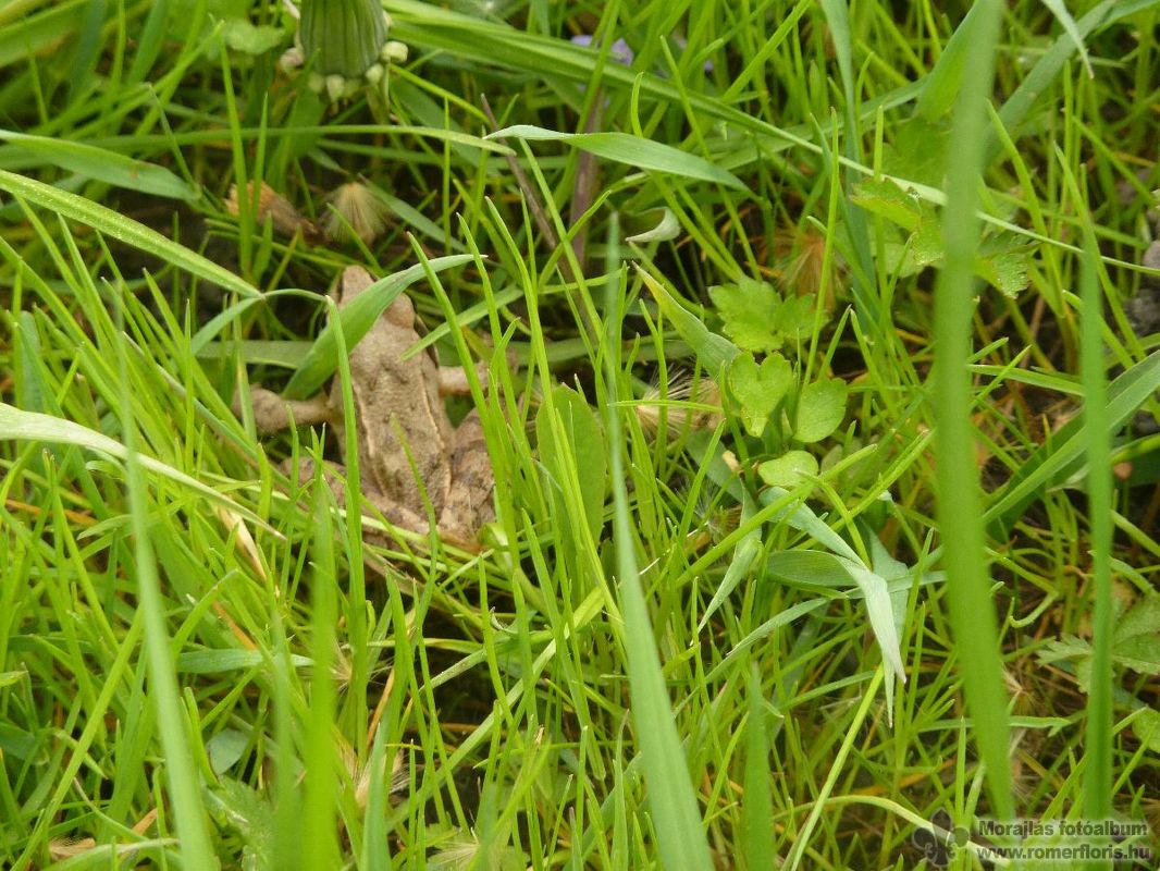 Hóbagoly őrs, Bábolna