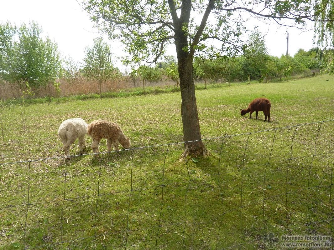 Hóbagoly őrs, Bábolna