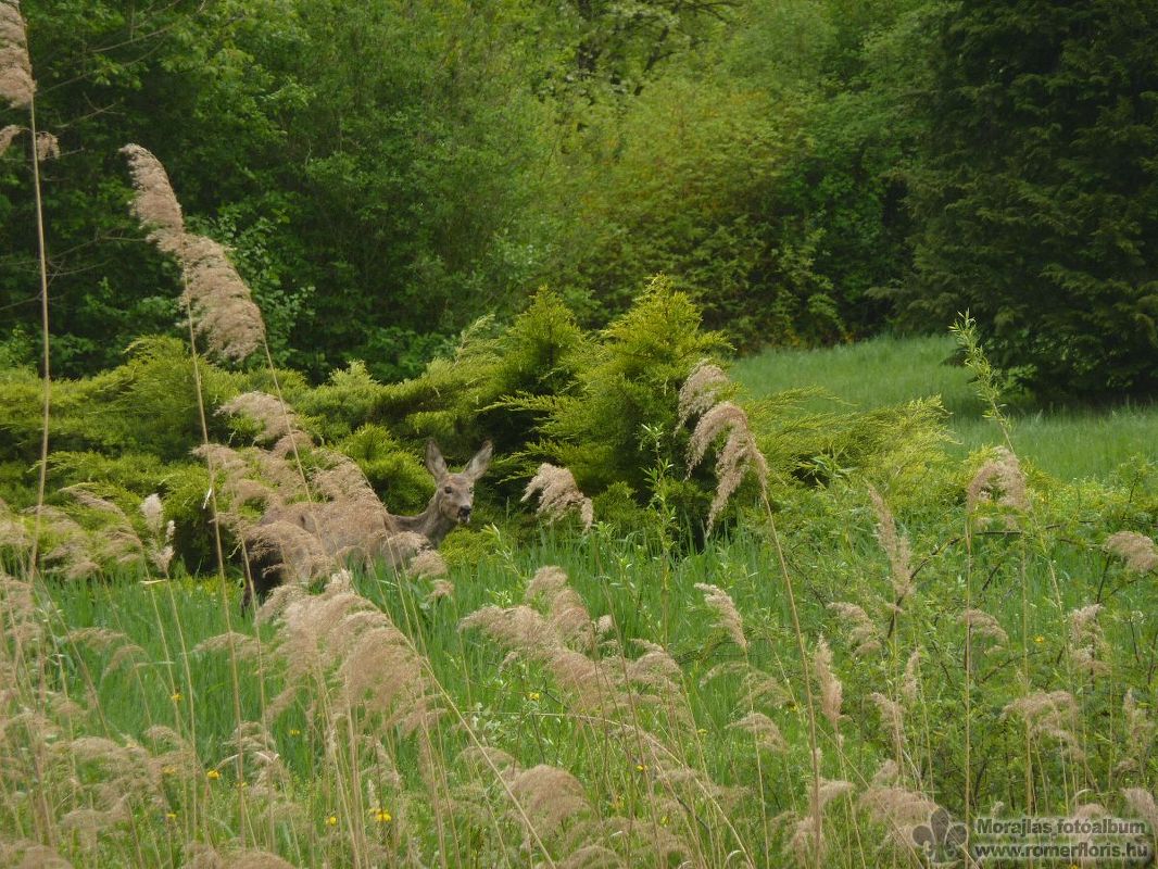 Hóbagoly őrs, Bábolna