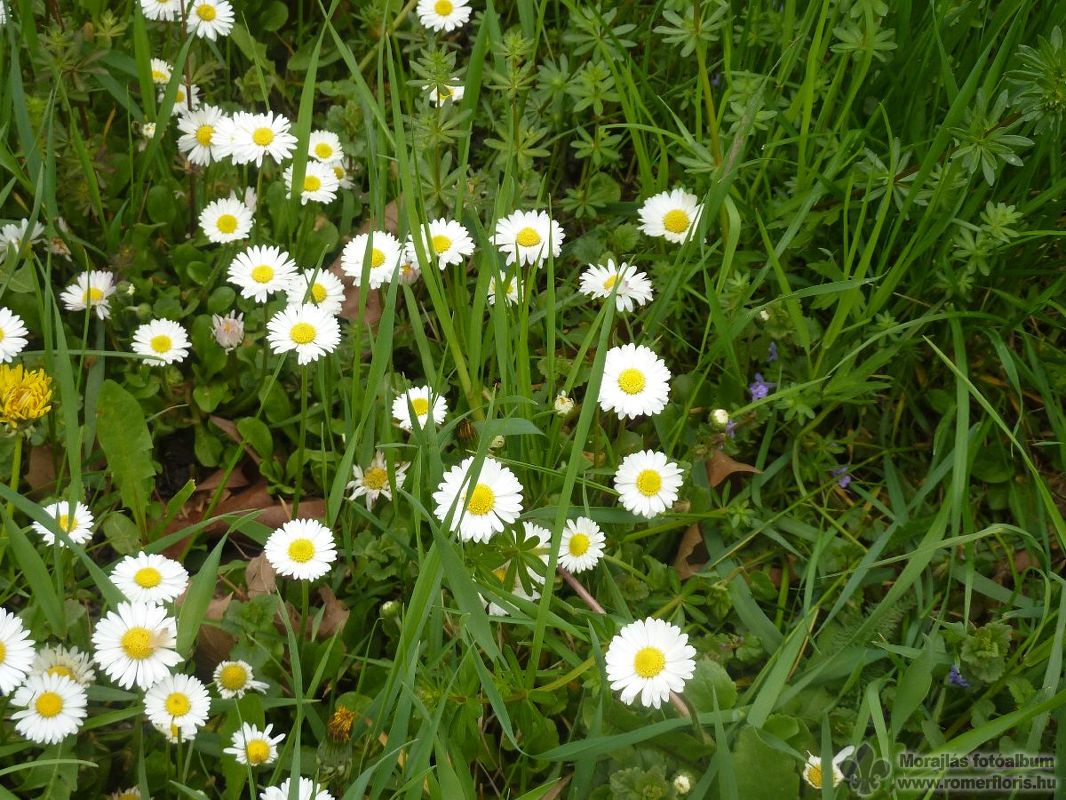 Hóbagoly őrs, Bábolna