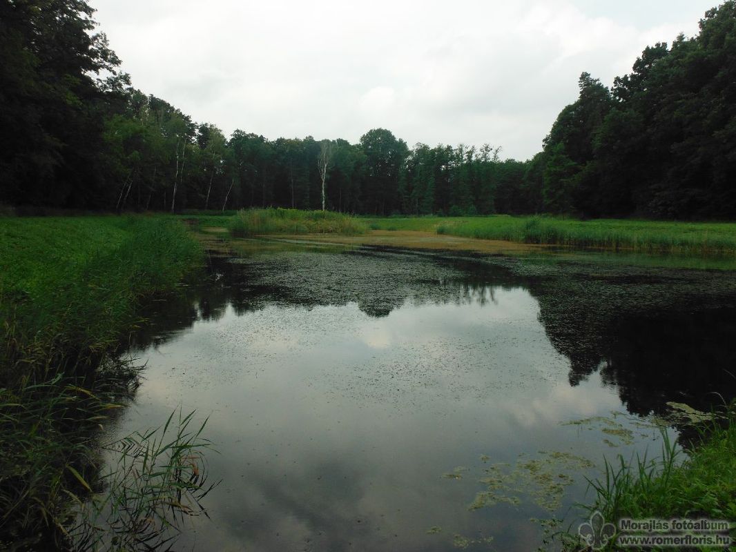 Halastó Ácsteszér közelében