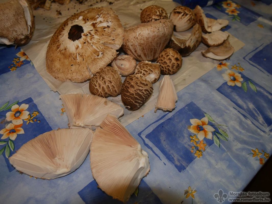 Készül az erdőben talált őzlábgomba