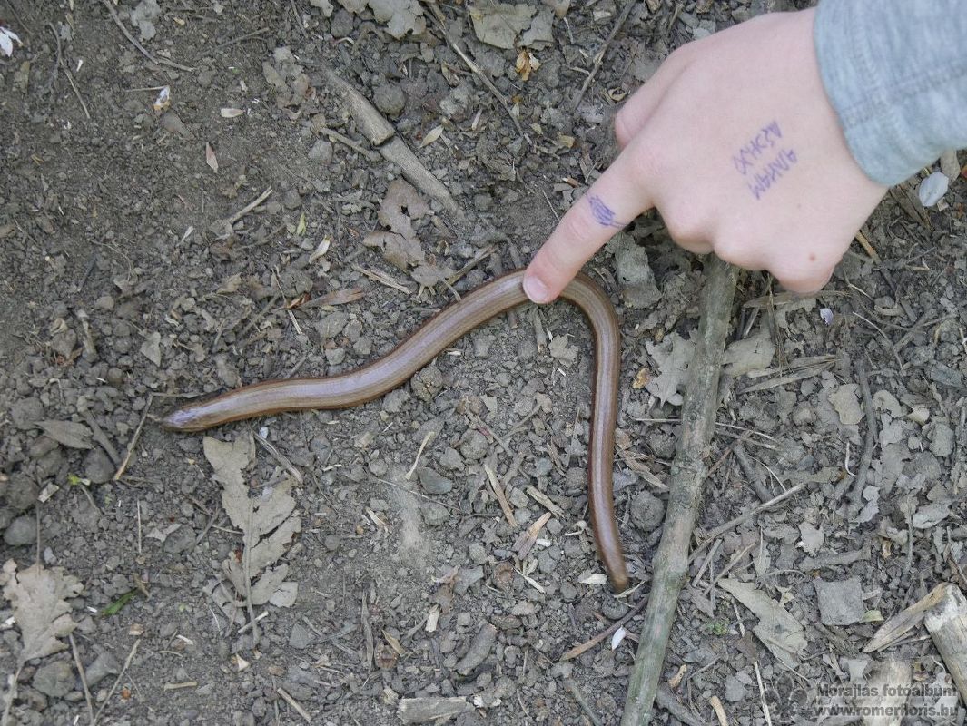 Mosómedve őrs, Vinye-Csesznek-Vinye