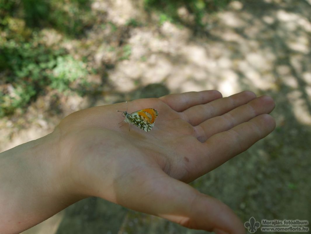 Mosómedve őrs, Vinye-Csesznek-Vinye
