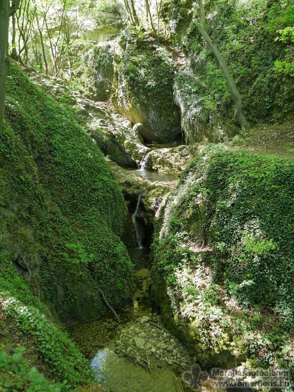 Mosómedve őrs, Vinye-Csesznek-Vinye