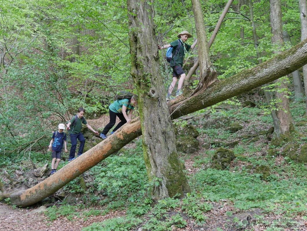 Mosómedve őrs, Vinye-Csesznek-Vinye