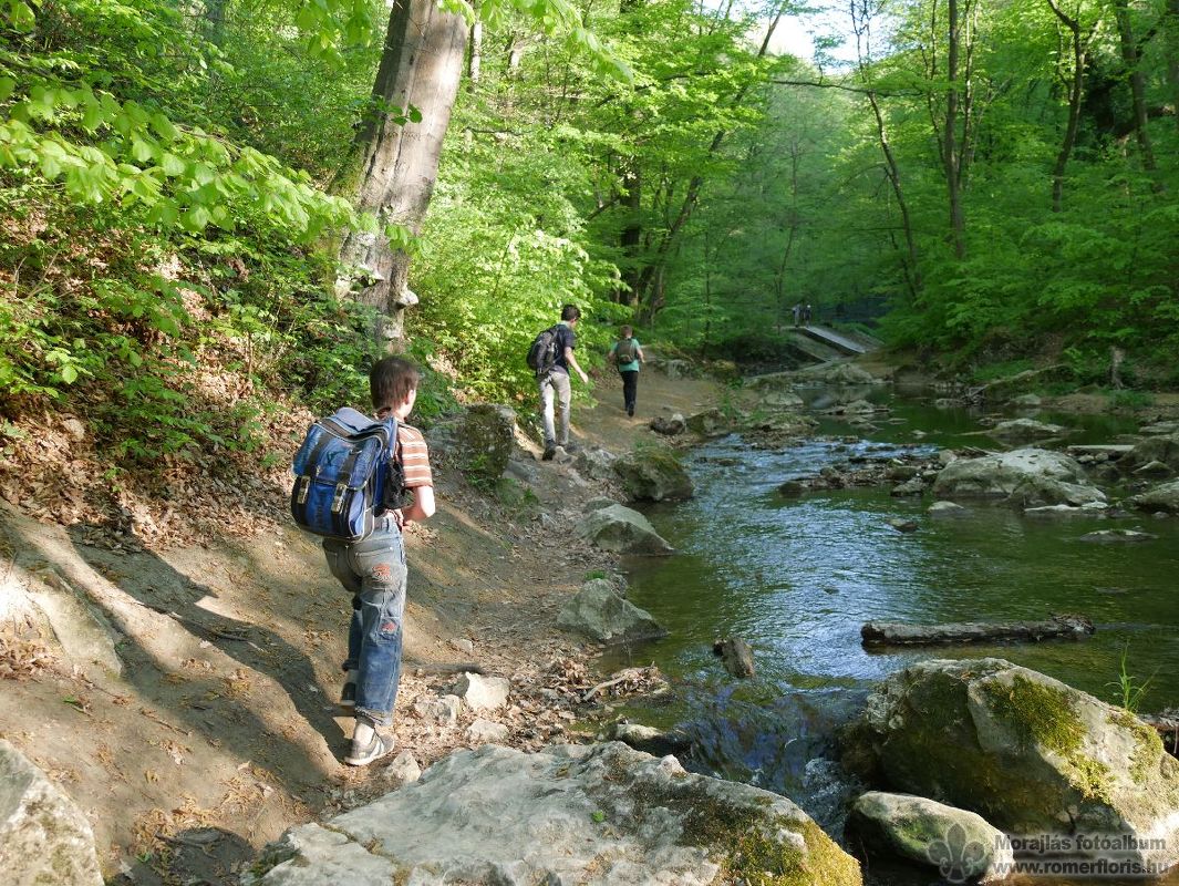 Mosómedve őrs, Vinye-Csesznek-Vinye