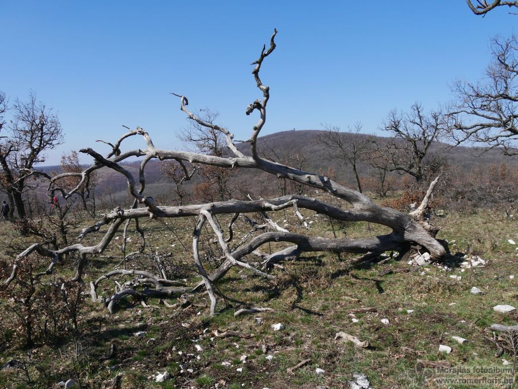A távolban már látható a Papod csúcsa és a kilátó