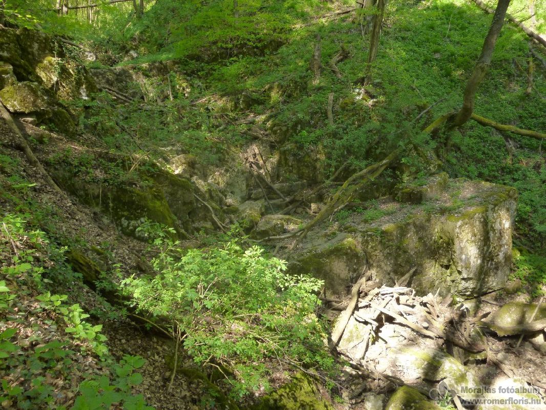 Sarki róka őrs, Szárliget-Szár