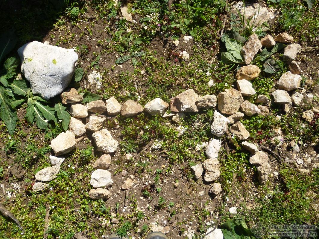 Sarki róka őrs, Szárliget-Szár