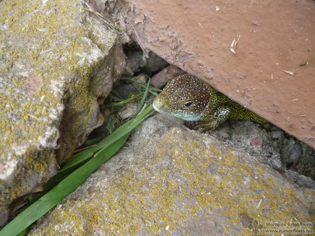 Sarki róka őrs, Szárliget-Szár