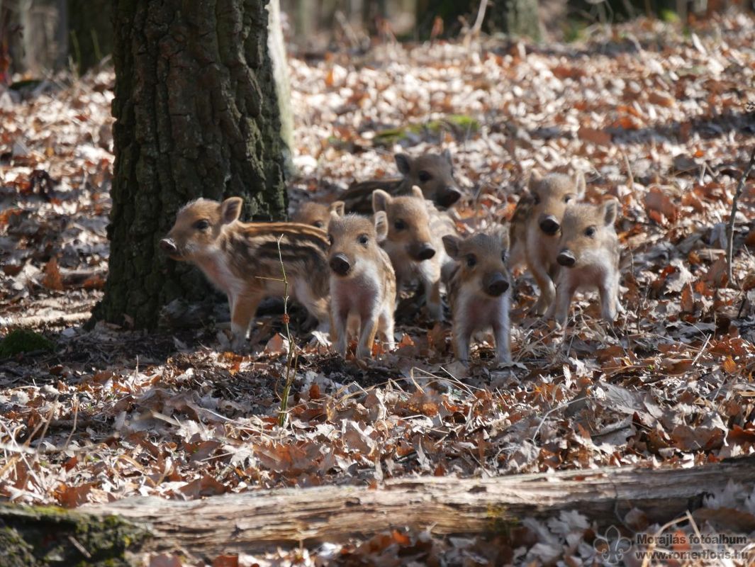 Elég közel jöttek hozzánk
