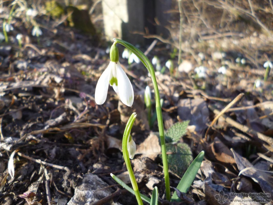 Mindenfelé nyílt a hóvirág