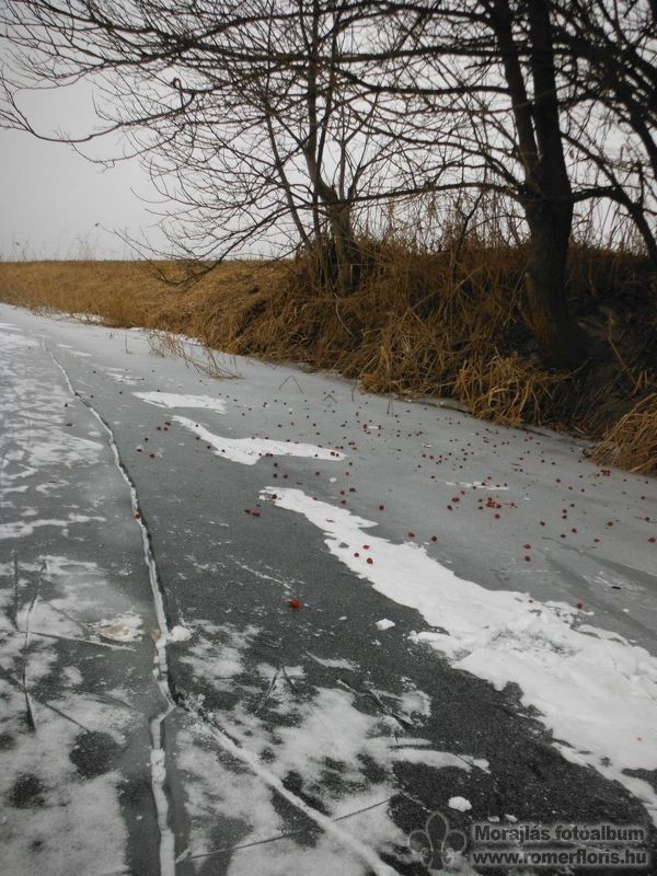 Madárpihenőhely nyomai a repedés mellett
