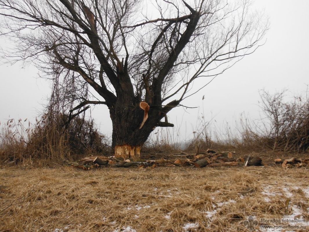 A könyék legnagyobb fáján élesíti fogát a hód