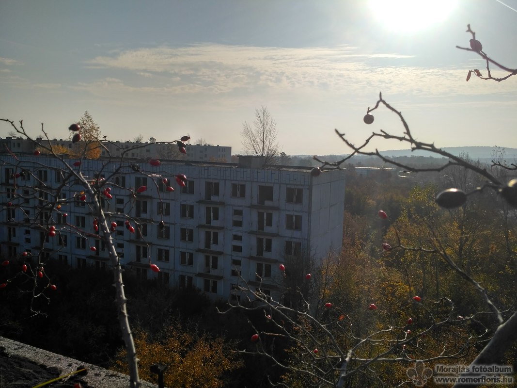 Csipkebogyó a háztetőn